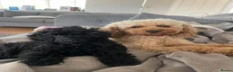 Maltipoo dogs for sale: 🐾 Blu – Adorable Male Maltipoo Puppy |4 Months 🐾 in London - Advert 1