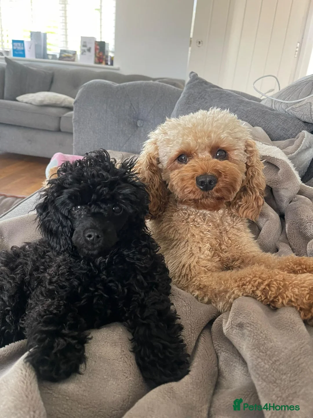 Maltipoo dogs for sale: 🐾 Blu – Adorable Male Maltipoo Puppy |4 Months 🐾 in London - Advert 1