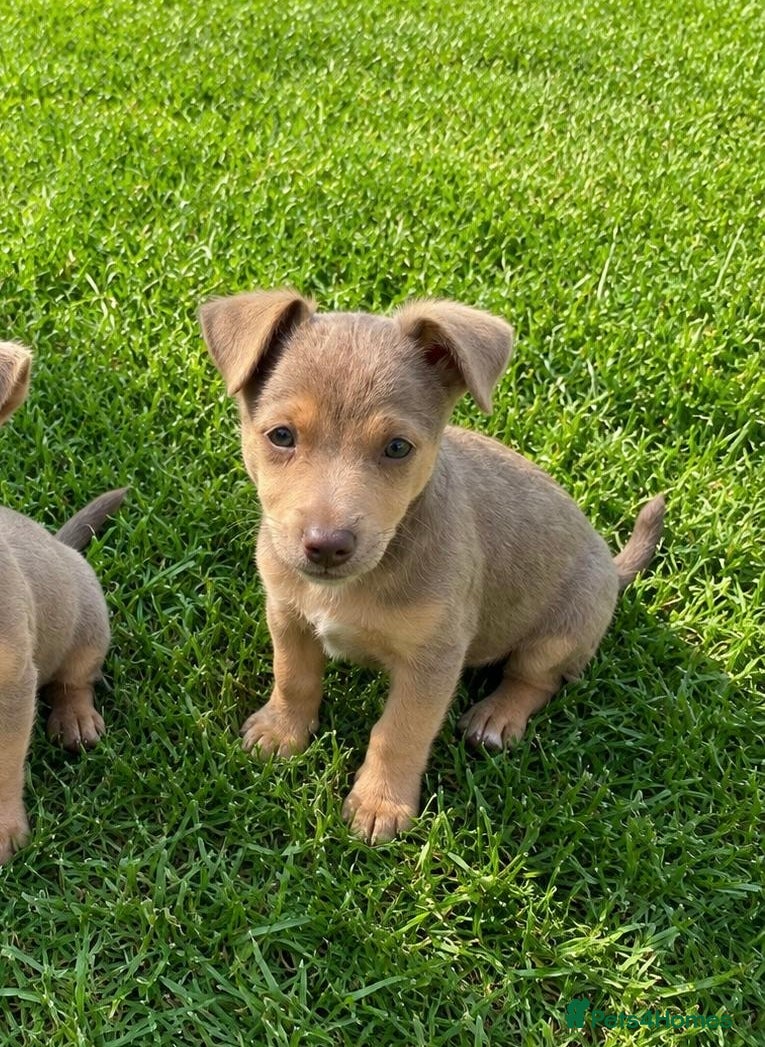Jack Russell dogs Mini Jack Russel Terriers - Advert 2
