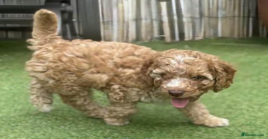 Cockapoo dogs - Advert 1