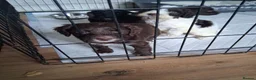 Cockapoo dogs for sale: Cockapoo pups - Advert 28