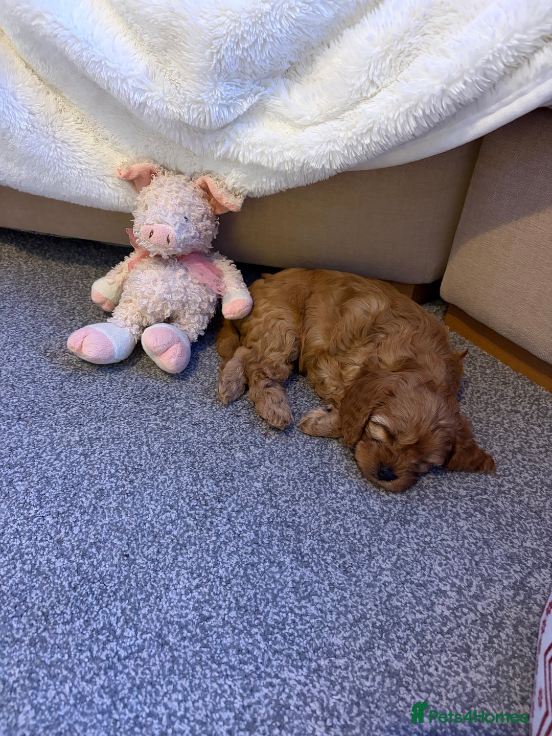 Cavapoo dogs for sale: Female Cavapoo  - Advert 9