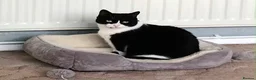 British Shorthair cats for sale: Princess - 9 year old cat looking for a new home. - Advert 5