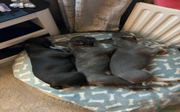 French Bulldog dogs for sale: French bulldog pups KC Reg - Image 2