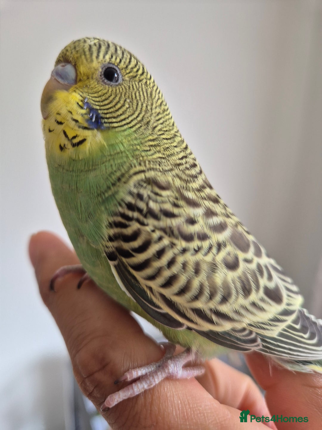 Budgerigars birds for sale: Tamed baby hen green - Image 4