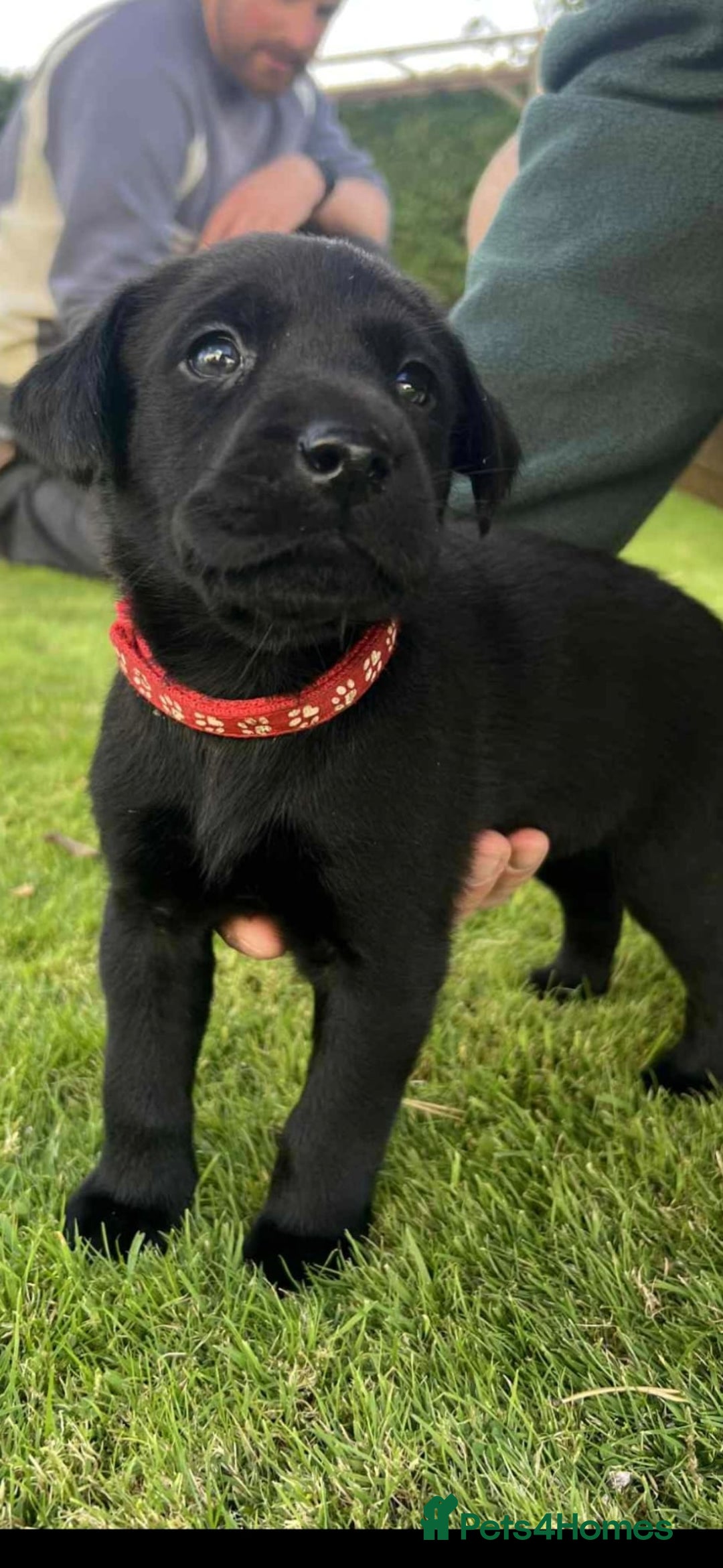 Labrador Retriever dogs for sale: **PEDIGREE, KC REGISTERED AND HIP SCORED** - Image 13