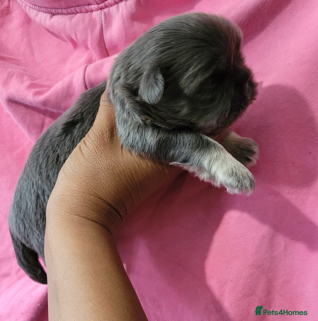 Shih Tzu dogs for sale: Adorable Tiny Imperial ShihTzu  - Image 6