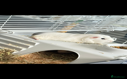 Guinea Pig rodents for sale: Adopting guineea pig - Image 8