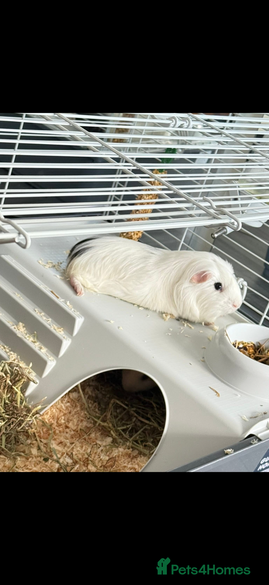 Guinea Pig rodents for sale: Adopting guineea pig - Image 8