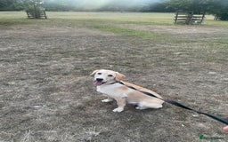 Labrador Retriever dogs for sale: 🐾 Rocky – 7 Month Old Labrador Puppy 🐾 - Image 1