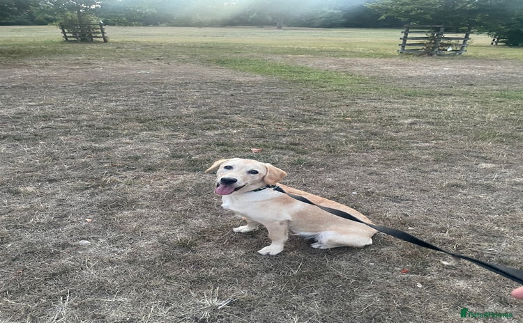 Labrador Retriever dogs for sale - Advert 1