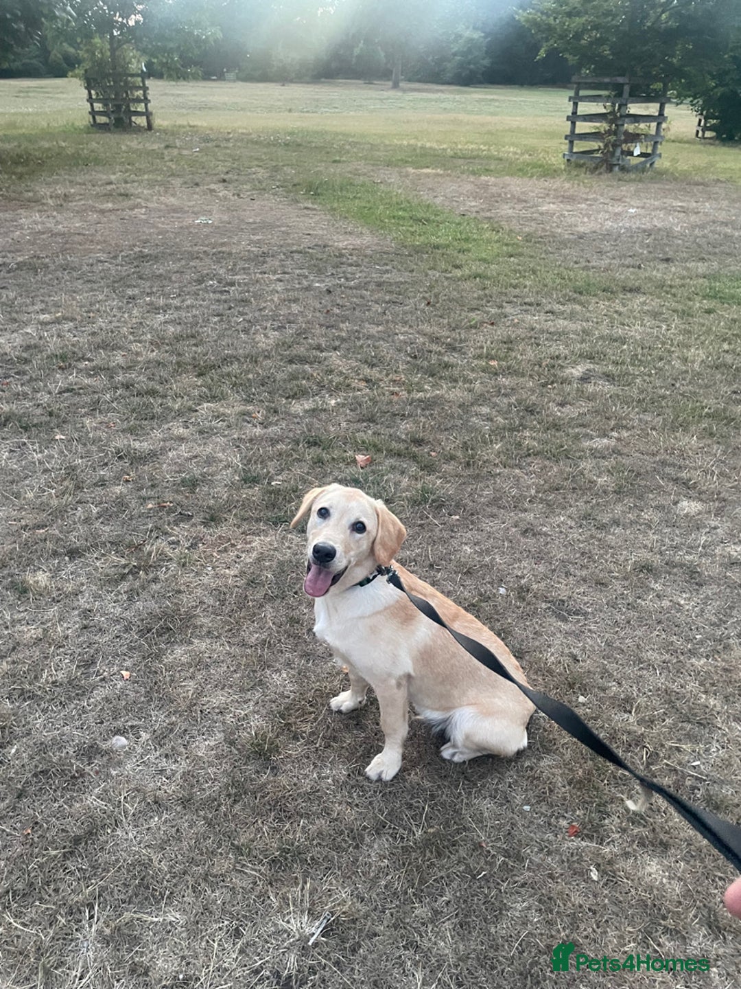 Labrador Retriever dogs for sale: 🐾 Rocky – 7 Month Old Labrador Puppy 🐾 - Image 1
