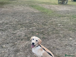 Labrador Retriever dogs - Advert 17