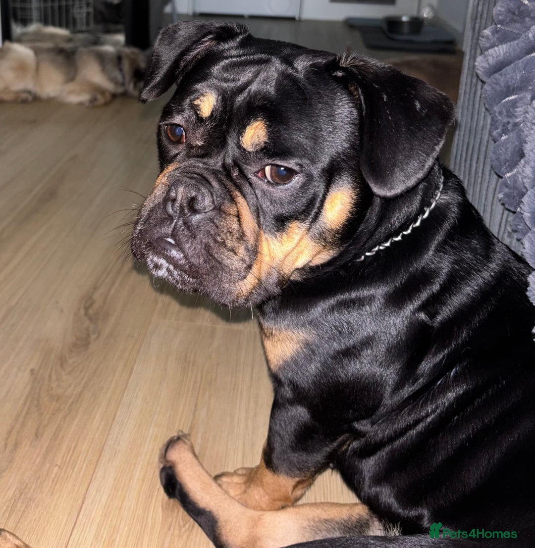 Mixed Breed dogs for sale: Female Mini bull carrying fluffy £600 - Advert 1