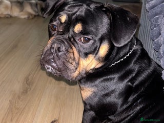 Mixed Breed dogs Female Mini bull carrying fluffy £600 - Advert 1