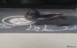 British Shorthair cats for sale: Bonded cats to good home - Image 2
