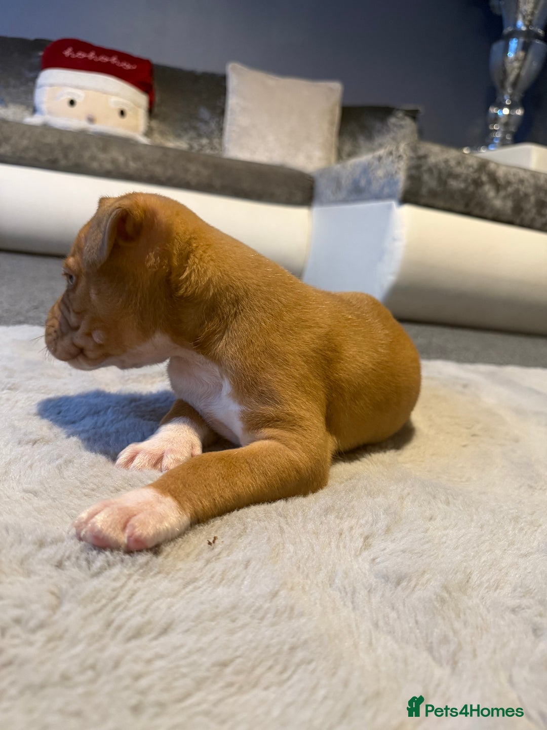 Cane Corso dogs for sale: CANE CORSO PUPPY CHAMPAGNE MERLE - Advert 6