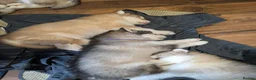 Alaskan Malamute dogs for sale: Kc Reg Alaskan Malamute puppies  - Advert 14