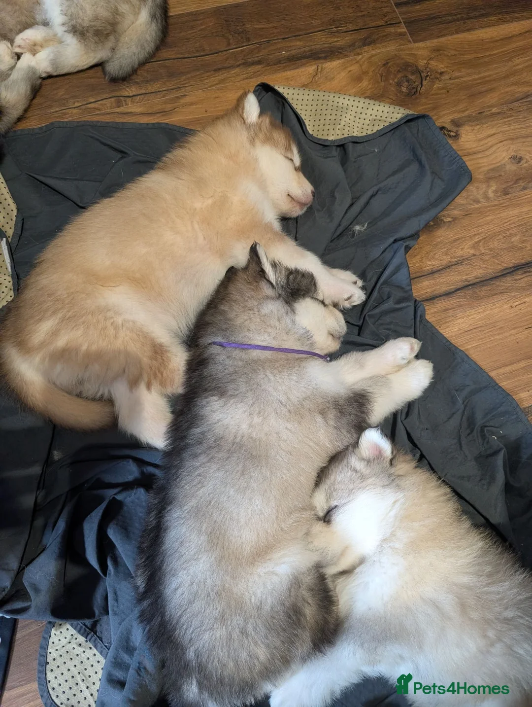 Alaskan Malamute dogs for sale: Kc Reg Alaskan Malamute puppies  - Advert 14