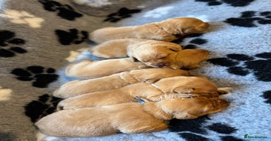 Labrador Retriever dogs - Advert 12