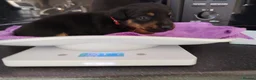 Jackshund dogs for sale: Jackhounds - Advert 13