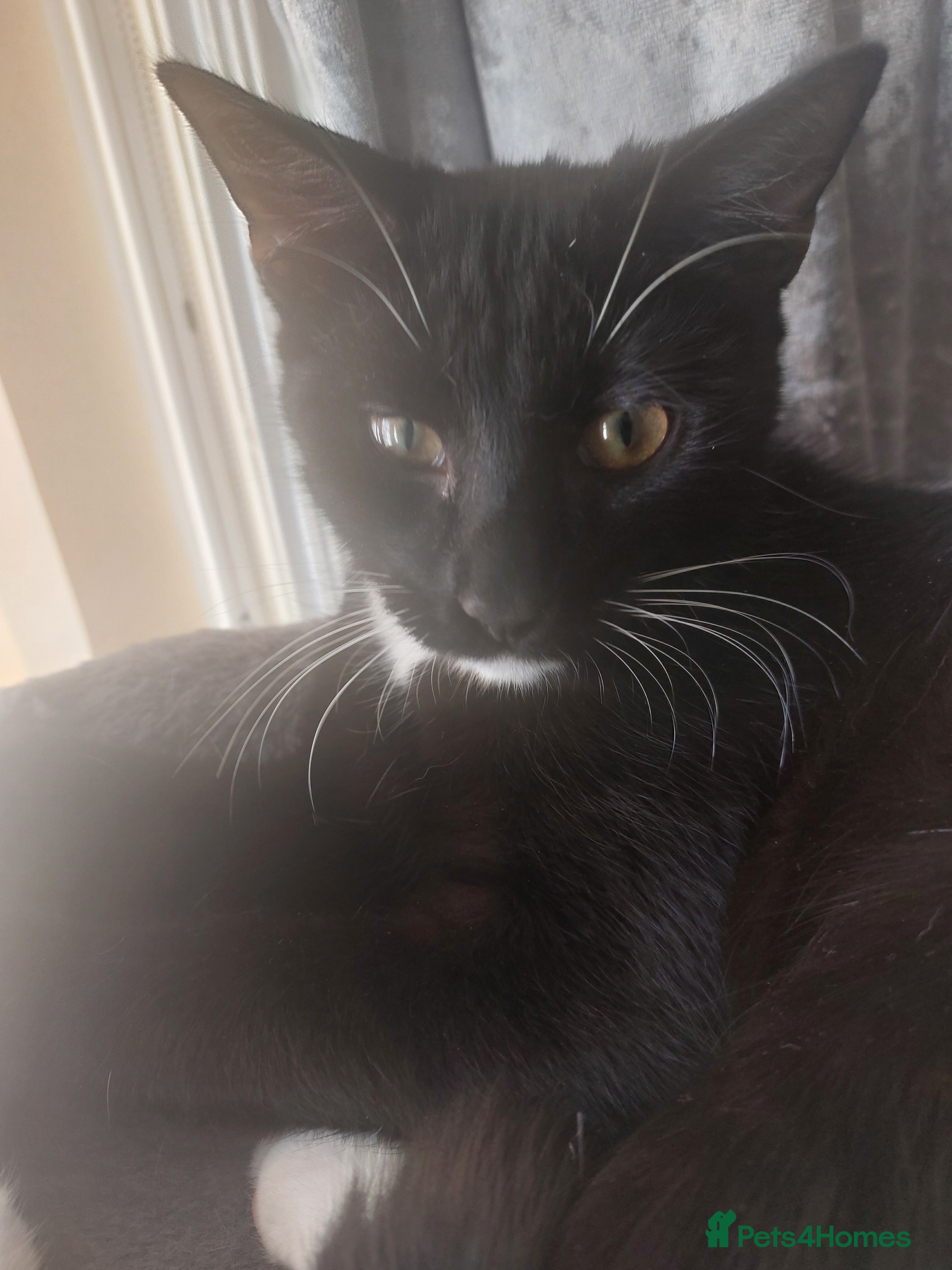 Mixed Breed cats Black and white female for loving home  - Advert 2