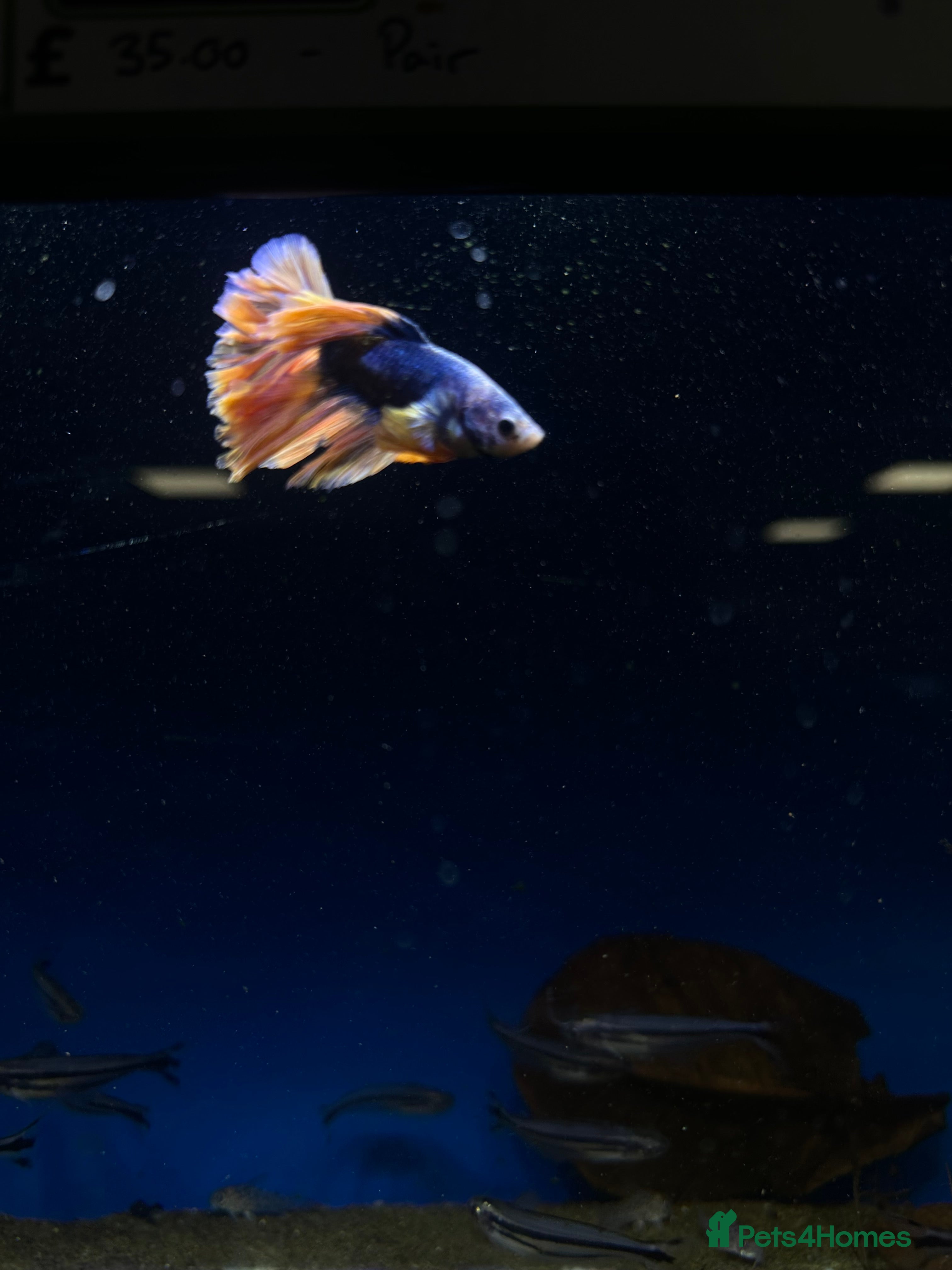 Bettas fish Male beta  - Advert 1