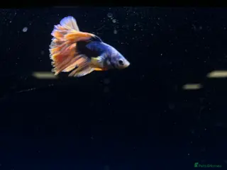 Bettas fish Male beta - Advert 3