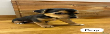 Boy 1