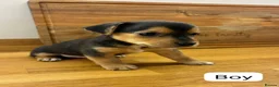 Jack Russell dogs for sale: Beautiful Black and Tan Jack Russell Puppies in Loughborough - Advert 4