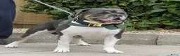 Olde English Bulldogge dogs for stud: Stud services .. - Advert 8