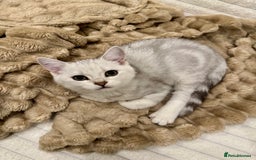 British Shorthair cats for sale: READY LONDON RARE 2 PAIRS - Advert 3