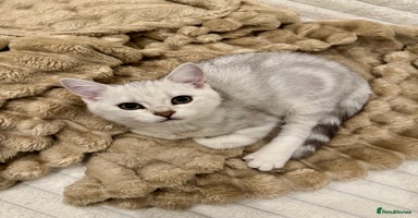 British Shorthair cats READY LONDON RARE 2 PAIRS - Advert 4