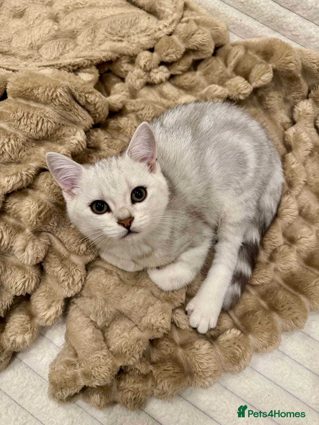 British Shorthair cats for sale: READY LONDON RARE 2 PAIRS - Advert 3