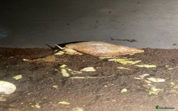 Snails invertebrates for sale: Giant african land snails - Image 2