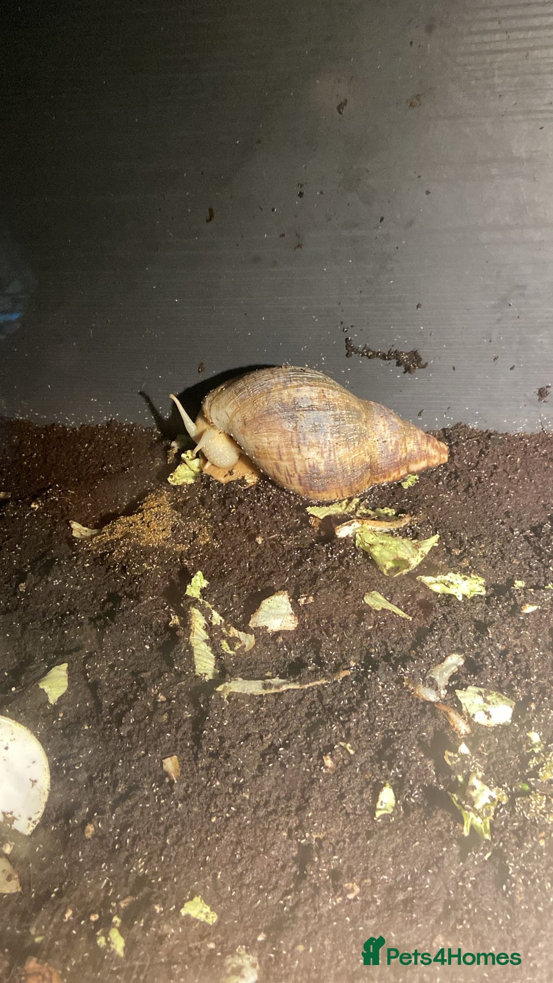 Snails invertebrates for sale: Giant african land snails - Image 2