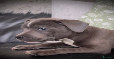 Staffordshire Bull Terrier dogs - Advert 1