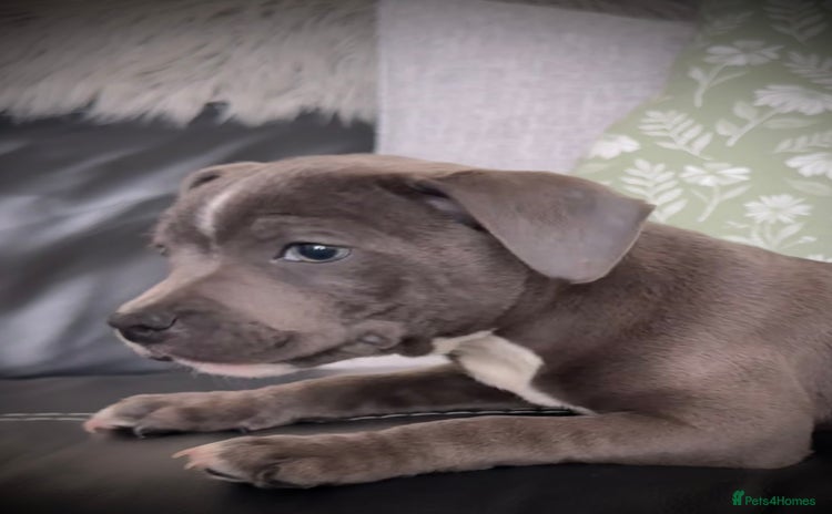 Staffordshire Bull Terrier dogs - Advert 13