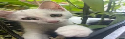 Mixed Breed cats for sale: Female white kitten  - Advert 2