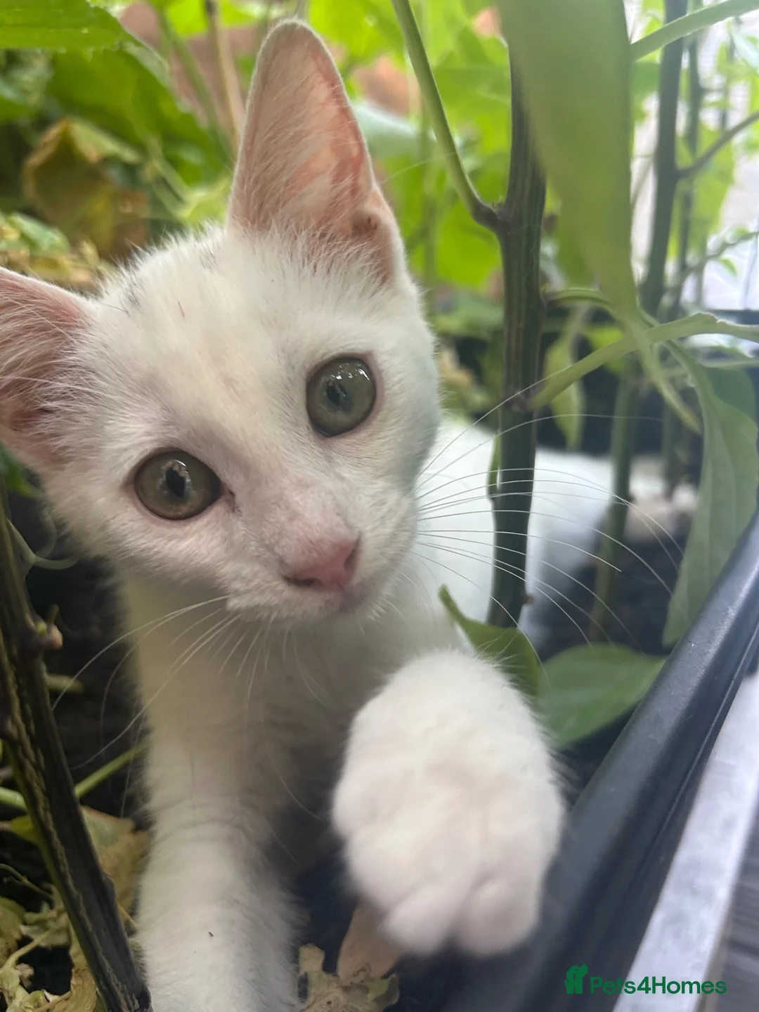 Mixed Breed cats for sale: Female white kitten  - Advert 2