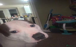 Staffordshire Bull Terrier dogs for sale: Staffordshire bull terrier - Image 1