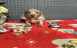 Dachshund dogs for sale: Miniature Dachshund Puppies - Advert 15