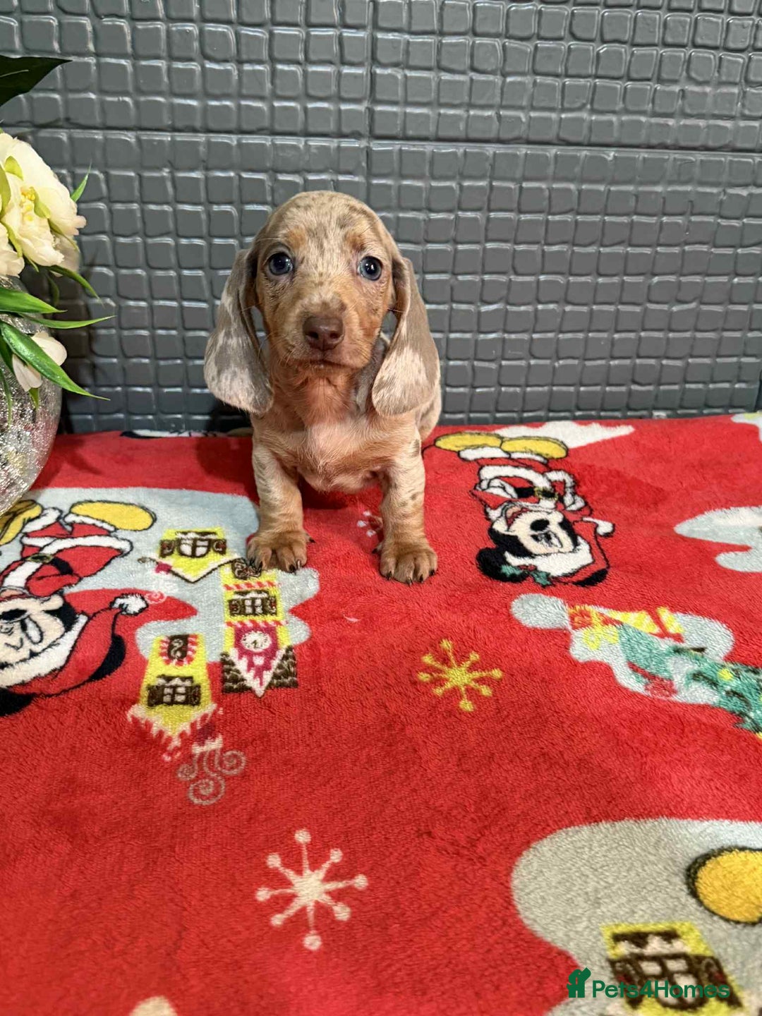 Dachshund dogs for sale: Miniature Dachshund Puppies - Advert 15