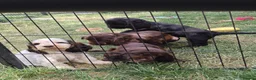 Cocker Spaniel dogs for sale: Kc registered playful show cocker spaniel - Advert 4