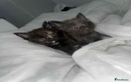 Bengal cats for sale: Beautiful bengal cross kittens ready to leave - Image 4