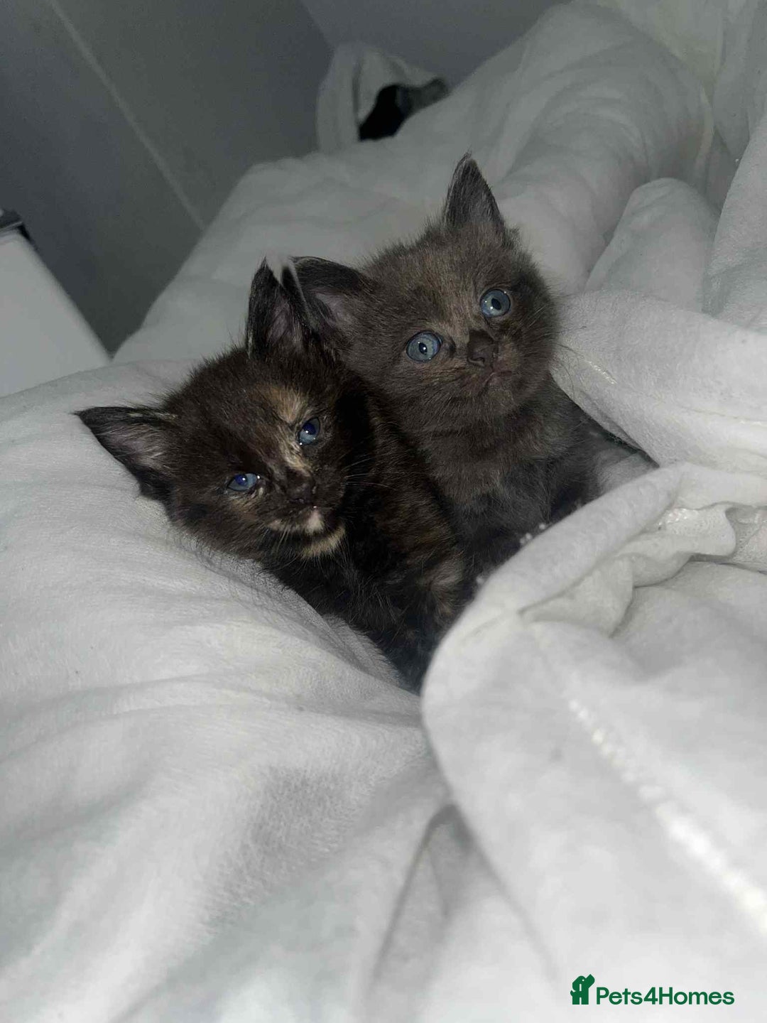 Bengal cats for sale: Beautiful bengal cross kittens ready to leave - Image 4