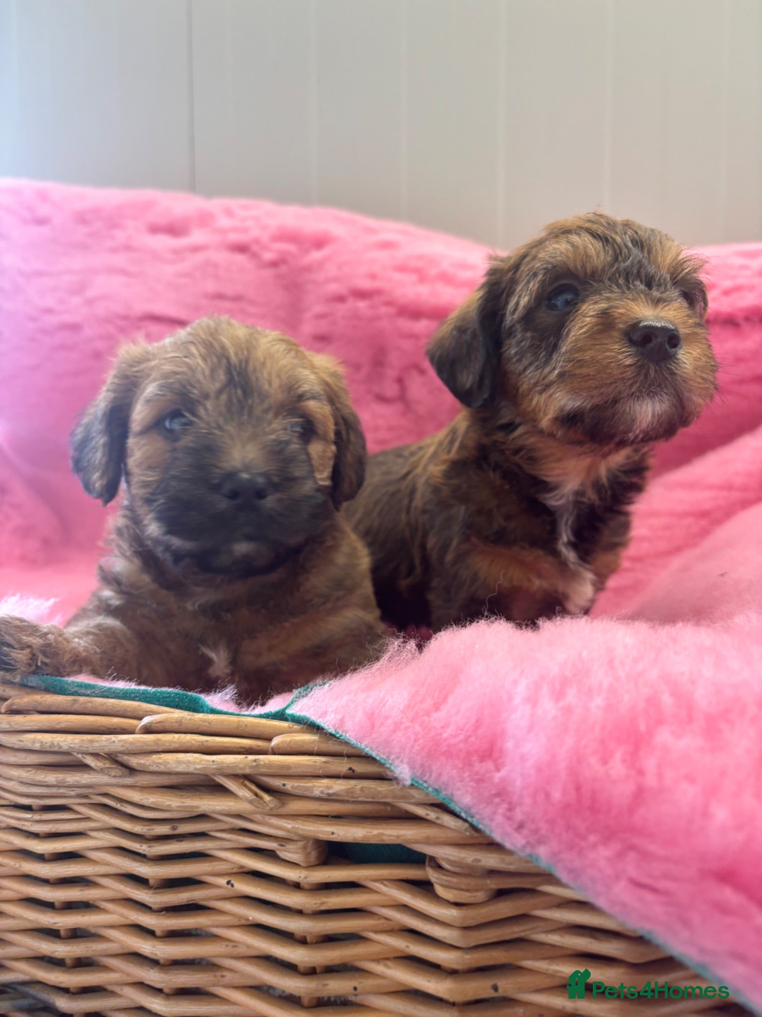 Mixed Breed dogs F1 Cairndoodle Puppies  - Advert 4