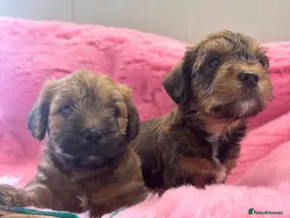 Mixed Breed dogs F1 Cairndoodle Puppies - Advert 4
