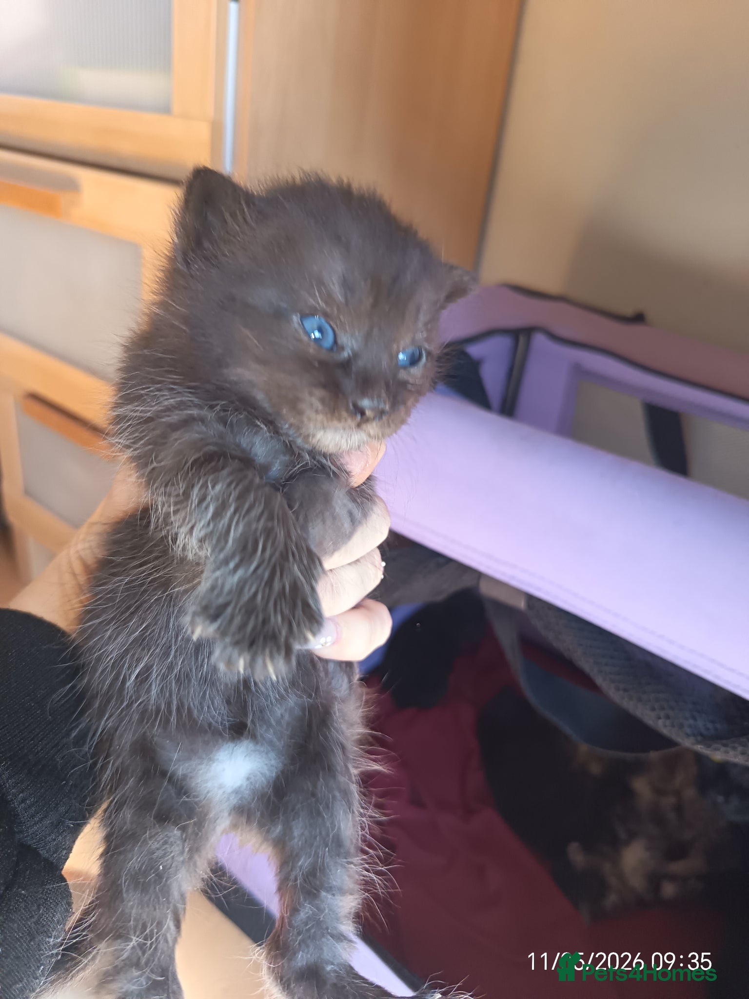 Mixed Breed cats KITTENS LOOKING FOR LOVING HOMES - Advert 6