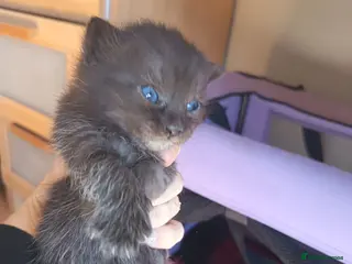 Mixed Breed cats KITTENS LOOKING FOR LOVING HOMES - Advert 6